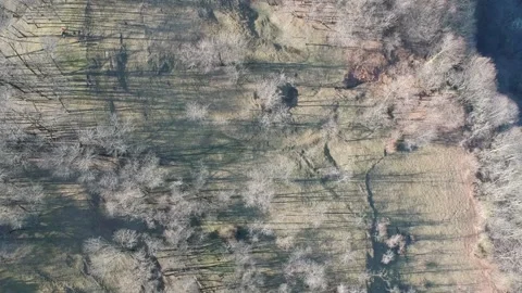 Areal view of forest Stock Footage 149320281