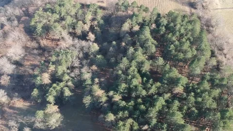 Areal view of forest Stock Footage 149320307