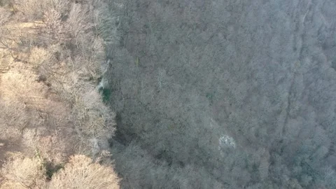 Areal view of forest Stock Footage 149320623