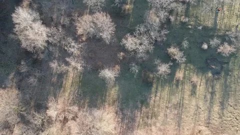 Areal view of forest Stock Footage 149320625