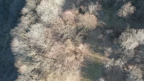 Areal view of forest Stock Footage 149320712