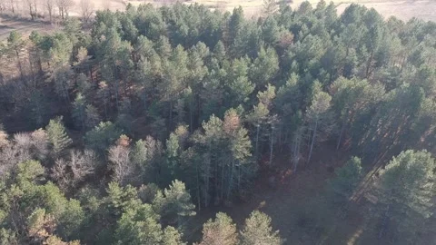 Areal view of forest Stock Footage 149320768