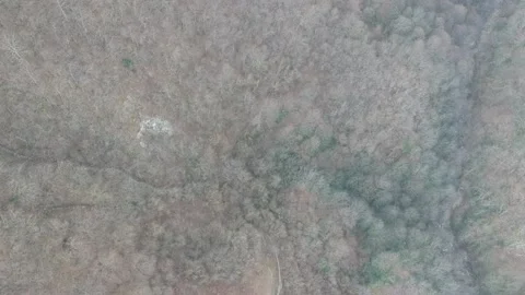 Areal view of forest Stock Footage 149320923