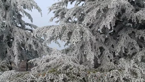 Areal view of forest  with snow Stock Footage 149318671
