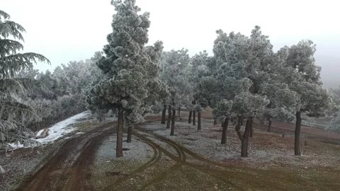 Areal view of forest  with snow Stock Footage 149318728