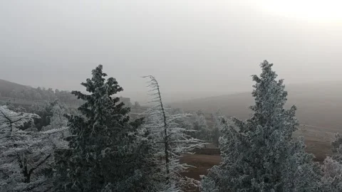 Areal view of forest  with snow Stock Footage 149318750