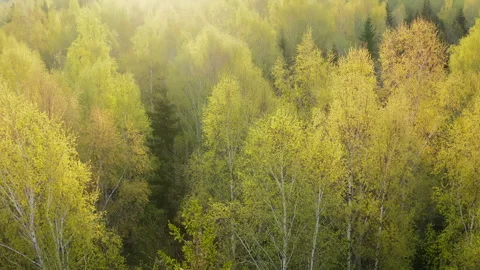 Areal view, landscape of deciduous forest in spring. Fresh green leaves. Stock Footage 291429069
