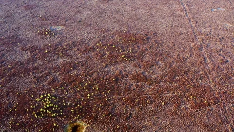 Areal view, top down view of a bog, swamp in spring. Wetland protected area. Stock Footage 288705852