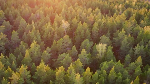 Areal view. Wide forest landscape. Coniferous, boreal forest landscape. Video stock 288706293