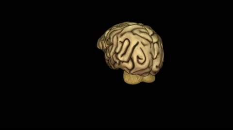 Areas of the brain, 3D animation. Stock Footage