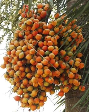 Areca catechu Common names areca nut palm, betel nut palm, Indian nut, Pina.. Stock Photos