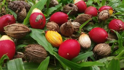 Areca catechu fruit rind Stock Photos