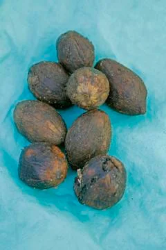 Areca catechu Stock Photos