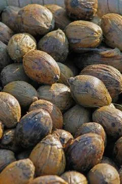 Areca catechu Stock Photos