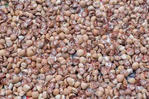 Areca catechu Stock Photos