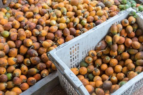 Areca catechu Stock Photos