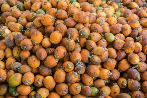 Areca catechu Stock Photos