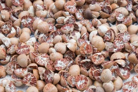 Areca catechu Stock Photos