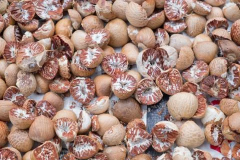 Areca catechu Stock Photos