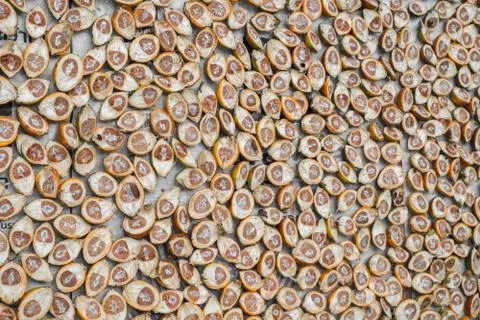 Areca catechu Stock Photos