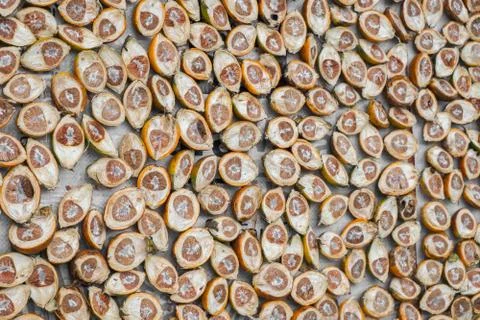 Areca catechu Foto stock