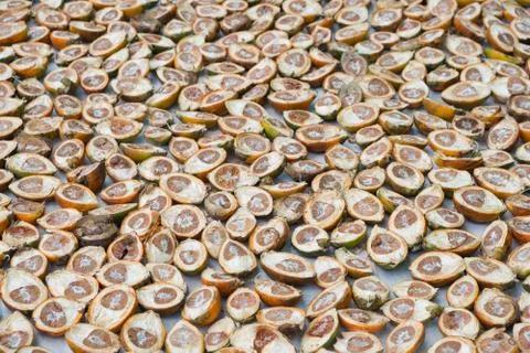 Areca catechu Stock Photos