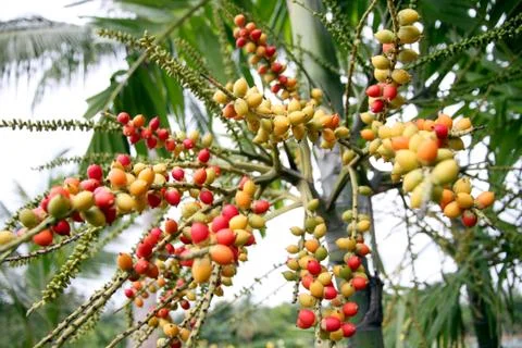 Areca catechu tree in the garden. Stock Photos