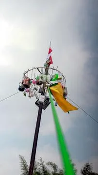 Areca climbing tree Foto stock