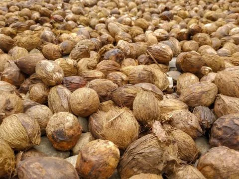 Areca community in Aceh Indonesia Stock Photos