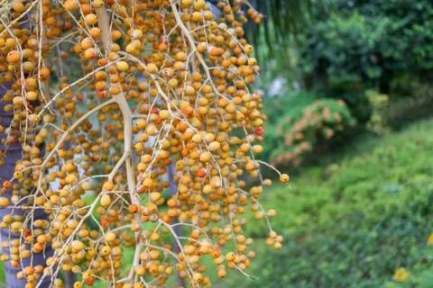 Areca Nut from Areca palm Medium Shot Stock Photos