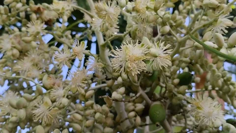 Areca nut flowers that bloom on trees with young fruit Stock Footage 308990039