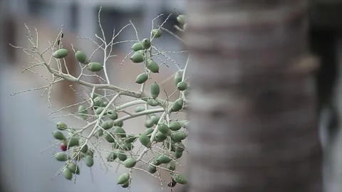Areca nut Stock Footage 221029658