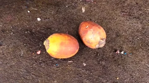 Areca nut, a fruit that has many benefits Stock Footage 243366003