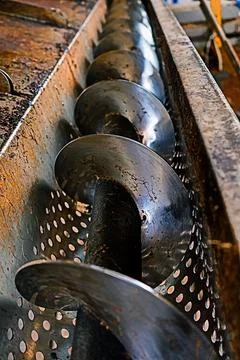 Areca Nut Operating Machine in Action – Betel Nut Processing Foto stock