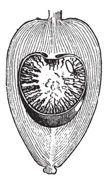 Areca Nut or Areca catechu, vintage engraving Stock Illustration
