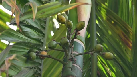 Areca nut or betel nut fruits. 스톡 동영상 334920527