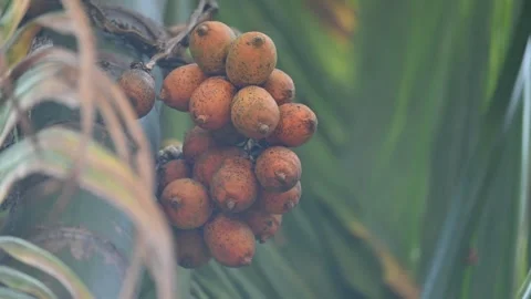 Areca nut or betel nut fruits. Stock Footage 334920536
