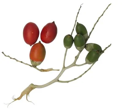 Areca nut Stock Photos