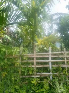 Areca nut Stock Photos