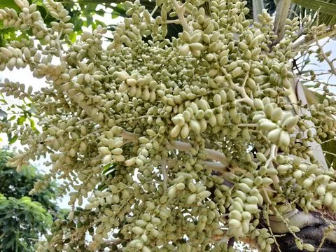 Areca nut Stock Photos