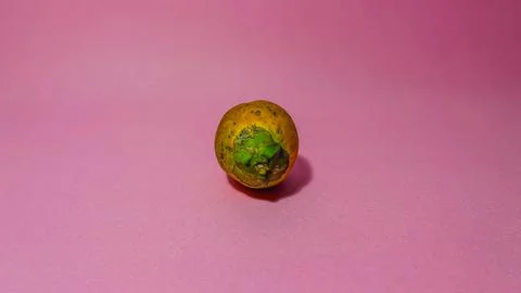Areca nut on a pink background Stock Photos