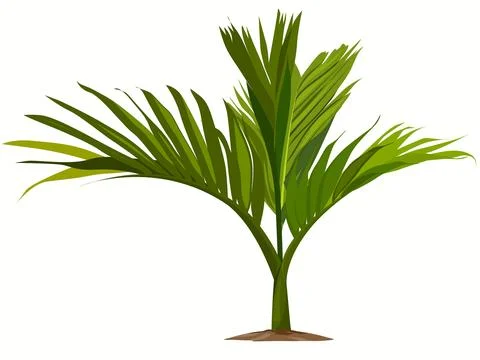 Areca nut plant Stock Illustration