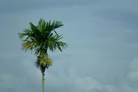 A areca nut tree is standing tall in a cloudy sky Fotos de archivo