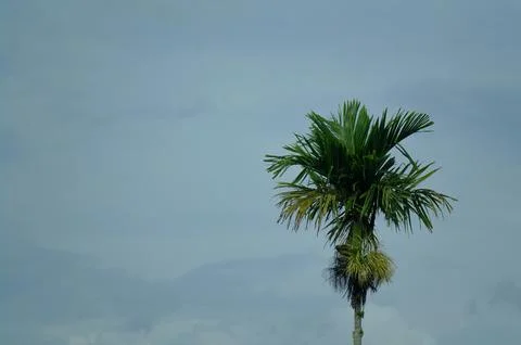 A areca nut tree is standing tall in a cloudy sky Fotos de archivo