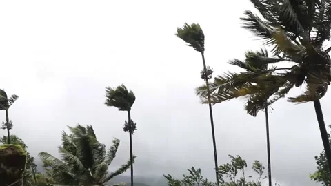 Areca nut tree in strong monsoon wind , with ambient sound Stock Footage 144653730