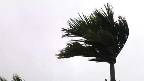 Areca nut tree in strong monsoon wind , with ambient sound Stock Footage 144653736
