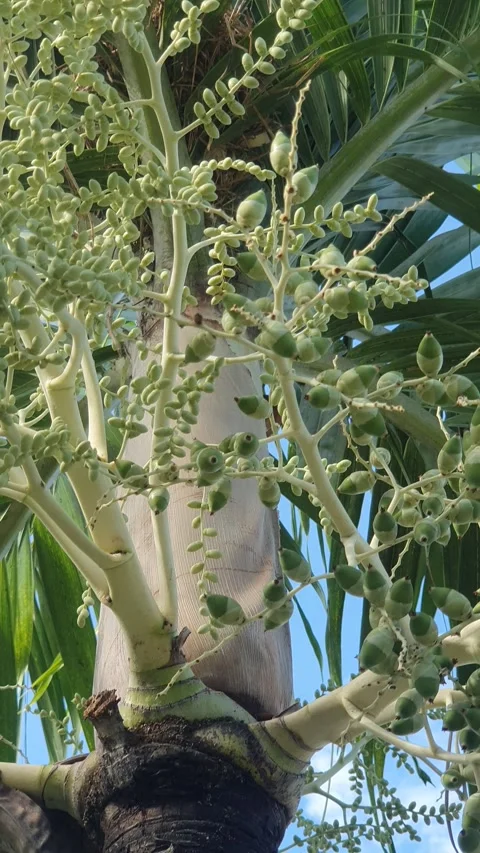 Areca nut tree trunk in the garden Stock Footage 310661716