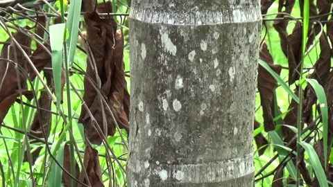 Areca nut trees that live in the tropical nature of Indonesia Stock Footage 199030631