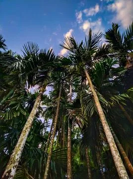 Areca Nut trees Stock Photos