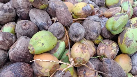 Areca Nuts Harvest Video stock 338396750
